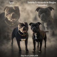 Chiots staffordshire bull terrier #1
