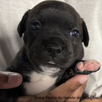 Chiots staffordshire bull terrier