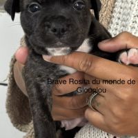 Chiots staffordshire bull terrier