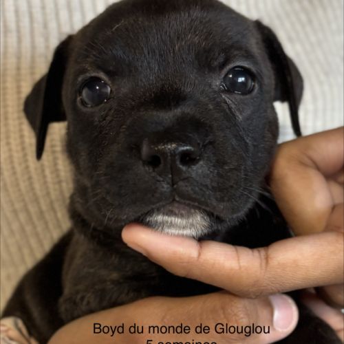 Chiots staffordshire bull terrier