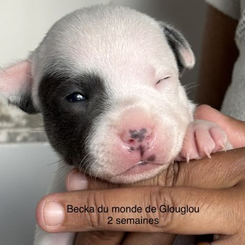 Chiots staffordshire bull terrier #4