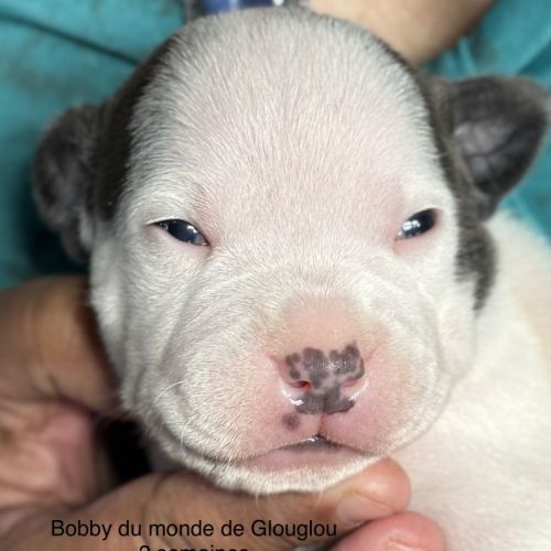 Chiots staffordshire bull terrier #5