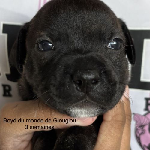 Chiots staffordshire bull terrier
