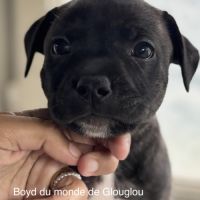 Chiots staffordshire bull terrier