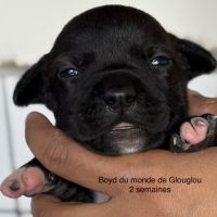 Chiots staffordshire bull terrier