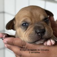 Chiots staffordshire bull terrier #3