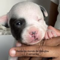 Chiots staffordshire bull terrier #4