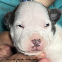 Chiots staffordshire bull terrier #5