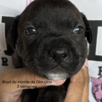 Chiots staffordshire bull terrier