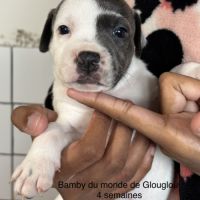 Chiots staffordshire bull terrier