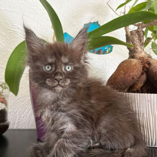Adorable chaton maine coon femelle loof #2