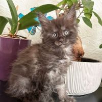 Adorable chaton maine coon femelle loof #1