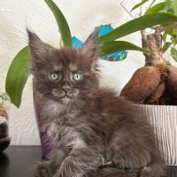 Adorable chaton maine coon femelle loof #2