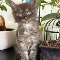 Adorable chaton maine coon femelle loof