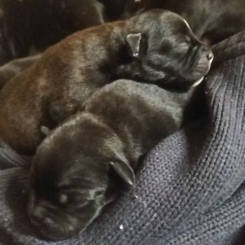 Magnifique chiots staffy lof a réserver #0