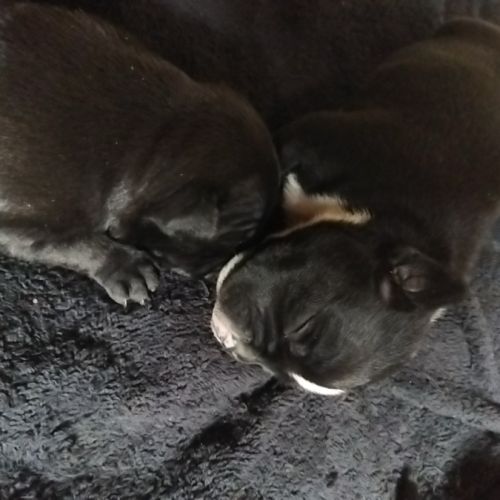 Magnifique chiots staffy lof a réserver #2