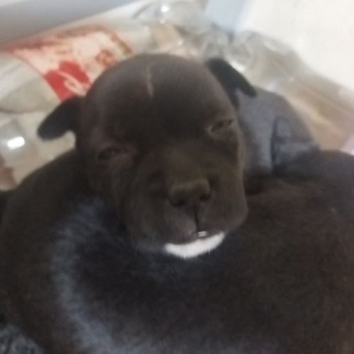 Magnifique chiots staffy lof a réserver #3