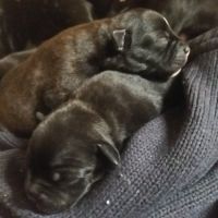 Magnifique chiots staffy lof a réserver