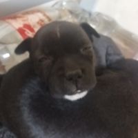 Magnifique chiots staffy lof a réserver #3