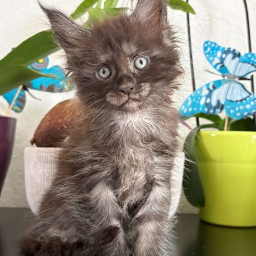 Magnifique chaton maine coon black smoke loof #1