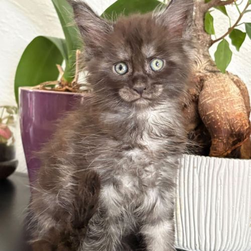 Magnifique chaton maine coon black smoke loof #2