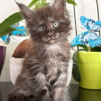 Magnifique chaton maine coon black smoke loof #1