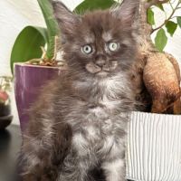 Magnifique chaton maine coon black smoke loof #2