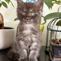 Magnifique chaton maine coon black smoke loof