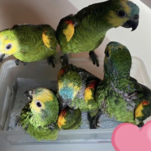 Bébé perroquet amazone