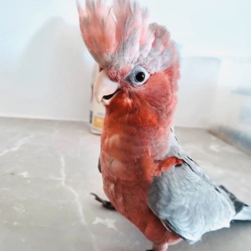 Bébé mâle rosalbin eam
