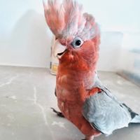 Bébé mâle rosalbin eam