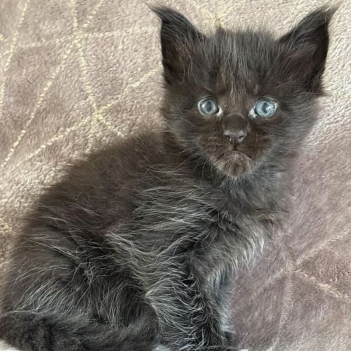 Chatons maine coon mâles et femelles loof #0