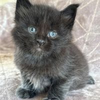 Chatons maine coon mâles et femelles loof #1