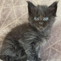 Chatons maine coon mâles et femelles loof