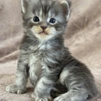Chatons maine coon mâles et femelles loof #3