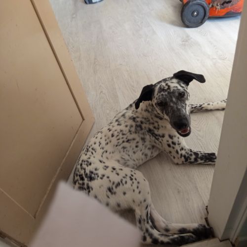 Adorable dalmatien coupé border collie #0