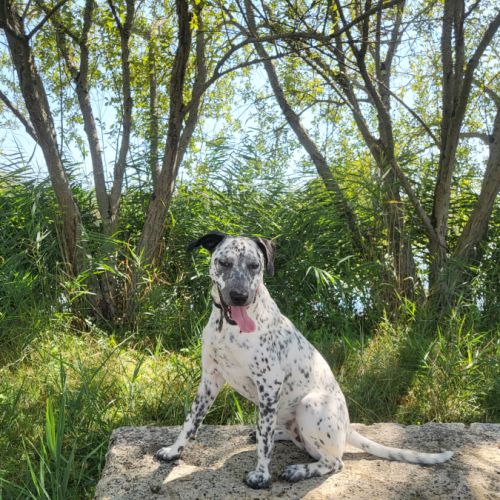 Adorable dalmatien coupé border collie #3
