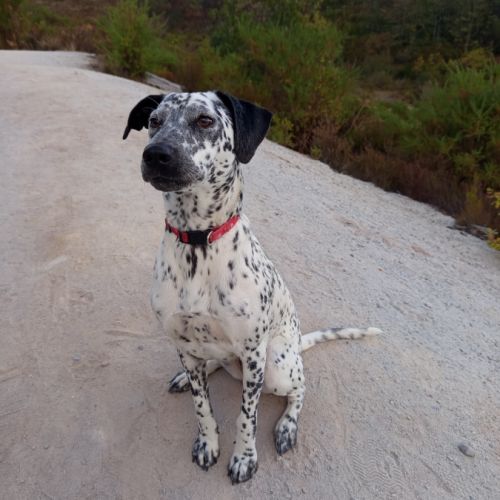 Adorable dalmatien coupé border collie #4
