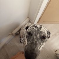 Adorable dalmatien coupé border collie #1