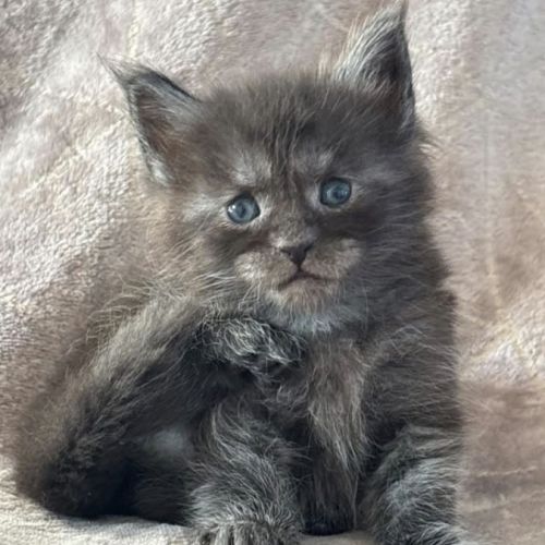 Chatons maine coon polydactyles #2