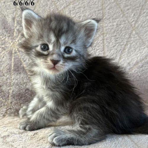 Chatons maine coon polydactyles #3