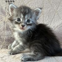Chatons maine coon polydactyles #3