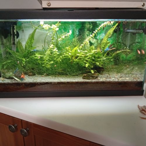 A donner barbu et crevettes + aquarium #3