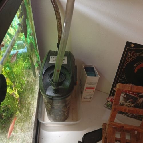 A donner barbu et crevettes + aquarium