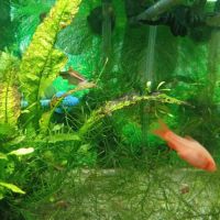 A donner barbu et crevettes + aquarium #1