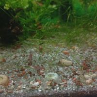 A donner barbu et crevettes + aquarium #2