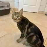 Chat tigresse à l adoption #2
