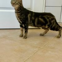 Chat tigresse à l adoption