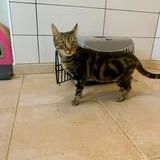Chat tigresse à l adoption #3