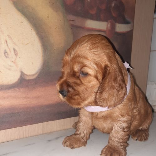 A réserver chiots cocher anglais lof #1